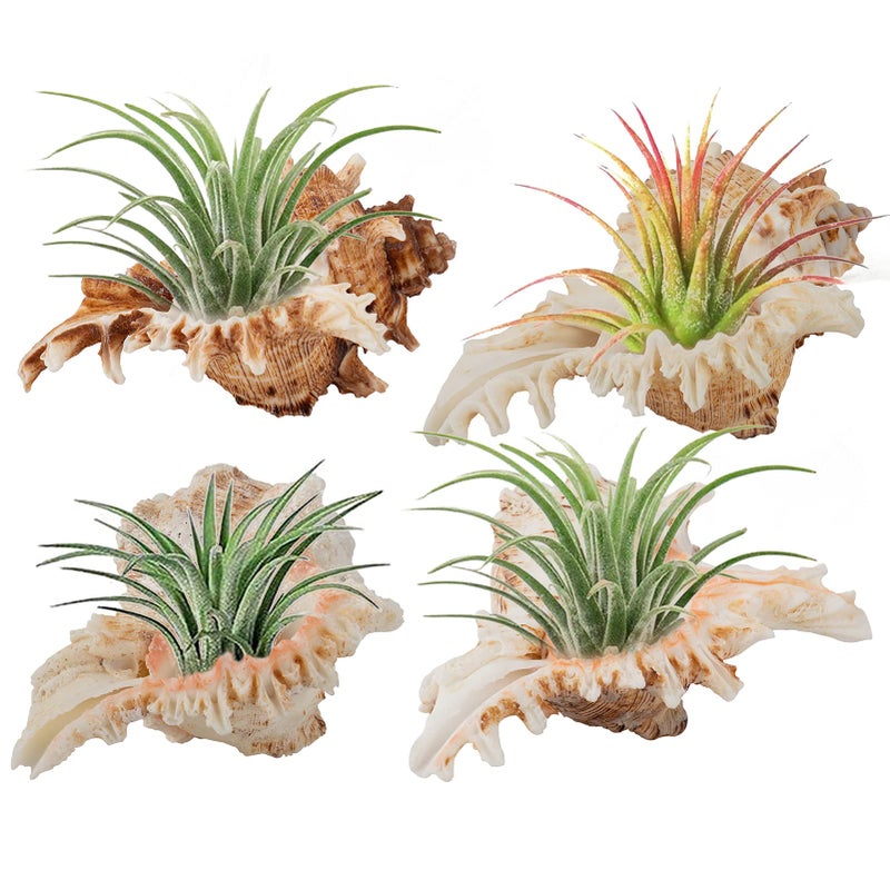ANPHSIN 4 Pack Conch Sea Shell Air Plant Holders- 4-5 inches Natural Airplant Pot  Decorative Tillandsia Succulent Display Container for Gardening Housewarming Gifts Home Table Decors  No Plants - Image 1